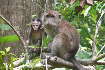 Familienurlaub Malaysia & Borneo - Malaysia & Borneo Teens on Tour - Affe mit Baby