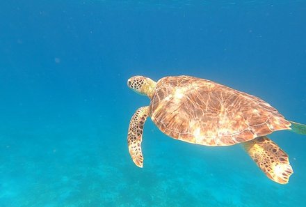 Familienreise Karibik- Karibik for family - Segelreise - Schildkröte im türkisblauen Wasser