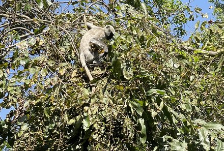 Nepal Familienreisen - Nepal for family - Affe im Chitwan Nationalpark