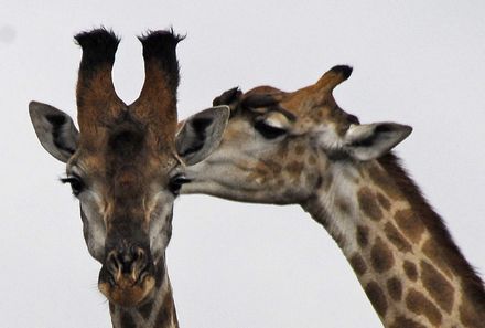 Familienreise Südafrika - Best of Krüger Nationalpark - Giraffen