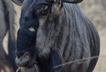 Familienurlaub Südafrika - Südafrika for family - Gnu