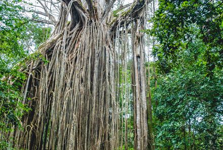  Australien for family - Australien Familienreise - Curtain Fig Tree