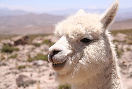 Peru Familienreise - Peru mit Jugendlichen - Lama