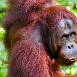 Malaysia Familienreise - Orang-Utan