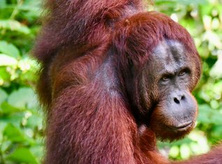 Malaysia Familienreise - Orang-Utan