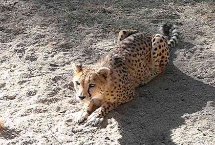 Familienurlaub Namibia - Namibia for family - Gepard