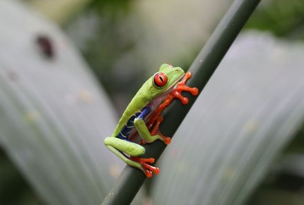 Familienurlaub Costa Rica - Costa Rica for family - La Tigra Frosch auf Grashalm