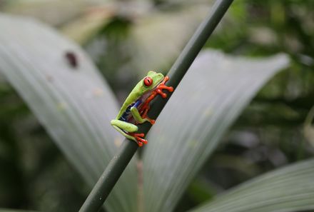 Costa Rica Familienreise - Costa Rica individuell - Ecocentro danaus - Nahaufnahme Frosch