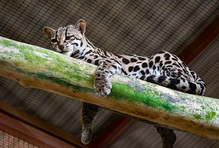 Familienreise Costa Rica - Costa Rica Family & Teens - Jaguar Rescue Center mit Jaguar