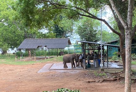 Sri Lanka for family individuell - Sri Lanka Individualreise mit Kindern - Besuch des Elephant Transit Home - Elefanten