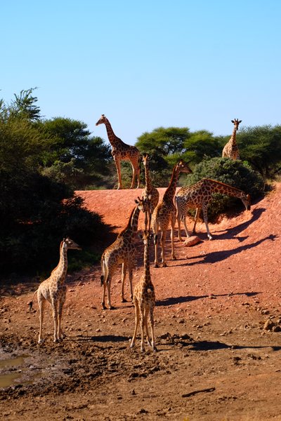 Feedback NAFI03 Mai 2023 - Namibia for family individuell - Best of Namibia - Giraffen