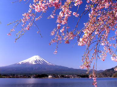 Der Ast eines Kirschblütenbaumes ragt in das Sichtfeld mit dem Berg Fuji im Hintergrund