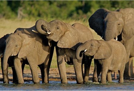 Botswana Familienreise - Botswana FIT - Hwange Elefanten am Wasser