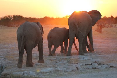 Namibia for family - Namibia Familienreise - Elefanten laufen Richtung Sonnenuntergang Namibia for family - Namibia Familienreise - Elefanten laufen Richtung Sonnenuntergang