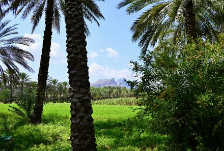 Oman Familienreise - Oman for family - Al Hamra - Dattelpalmen