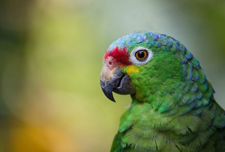 Costa Rica mit Kindern - Costa Rica Family & Teens - Papagei