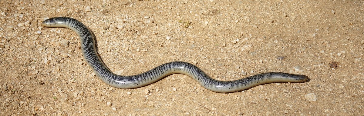 Afrika mit Kindern - Tierbegegnungen in und um Makutsi - Schlengels Blindschlange