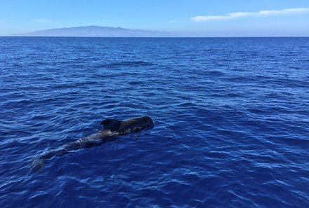 Kanaren mit Kindern - Teneriffa mit Kindern - Delfin im Meer