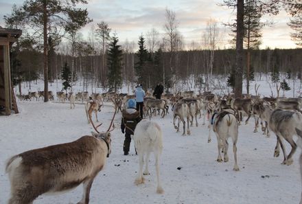 Finnland Familienurlaub - Finnland Winter for family - Rentierherde von hinten mit Kindern