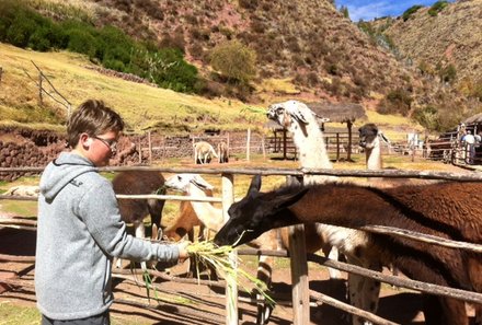 Peru mit Jugendlichen - Kind füttert Lama