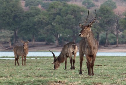 Namibia & Botswana mit Jugendlichen - Namibia & Botswana Family & Teens - Safari im Chobe Nationalpark - Tierherde