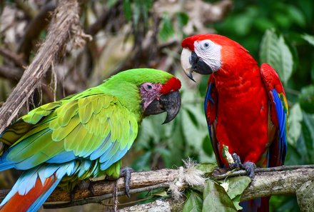 Familienreise Costa Rica - Costa Rica Family & Teens - Jaguar Rescue Center mit Papageien