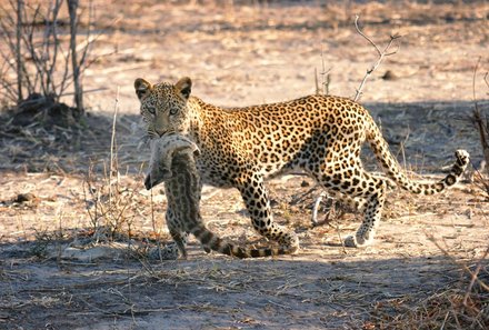 Botswana Familienreise mit Kindern - Botswana Fly-In-Safari individuell - LeopardBotswana - Botswana Family & Teens - Leopard mit Beute