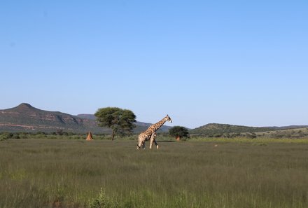 Namibia mit Jugendlichen - Giraffe im Mahango Game Reserve - Otjiwarongo