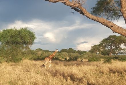 Uganda Individualreise - Uganda for family individuell - Giraffen in Uganda