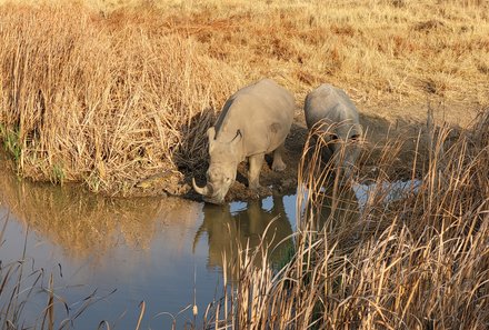 Familienreise Südafrika - Südafrika for family -best of safari - Entabeni Safari Conservancy - Nashörner
