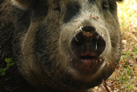 Rumänien mit Kindern - Landleben Rumänien - Schwein