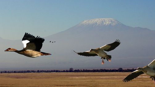 Safaris mit Kindern im Amboseli Nationalpark