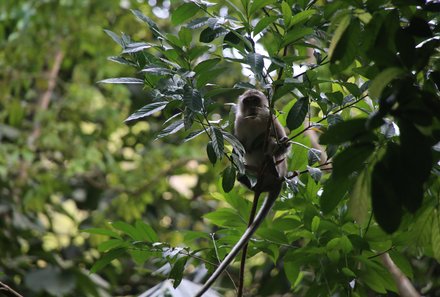 Thailand Familienreise mit Kindern - Thailand for family individuell - Affe im Baum 