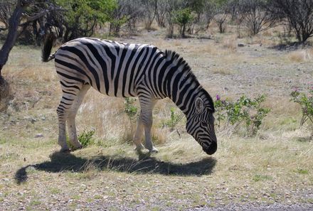Namibia mit Kindern - Zebra Etosha Nationalpark