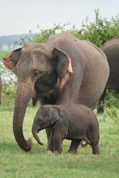 Sri Lanka Summer Family & Teens - Familienreise Sri Lanka - Elefant mit Baby Sri Lanka Summer Family & Teens - Familienreise Sri Lanka - Elefant mit Baby