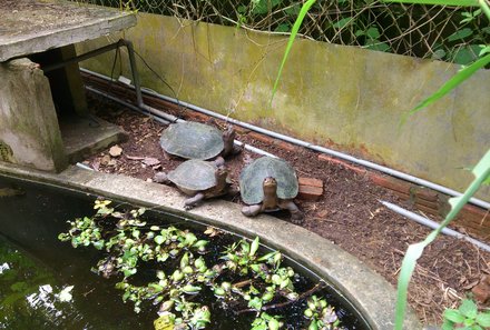 Vietnam Familienreise - Vietnam for family summer - Besuch eines Schildkrötenzentrums