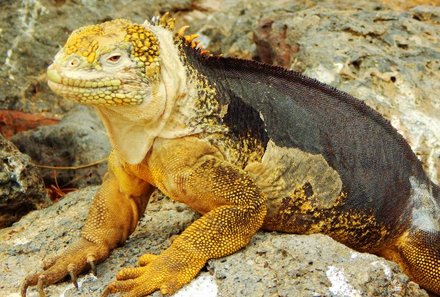 Galapagos Familienreise - Galapagos for family individuell - Landleguan