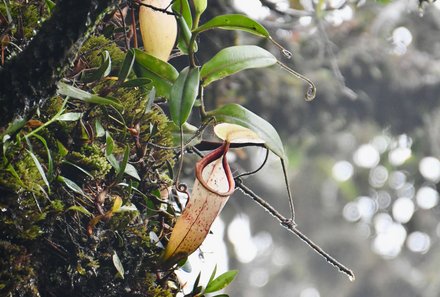 Familienreise Malaysia - Malaysia & Borneo Family & Teens - Monkey Cups Cameron Highlands