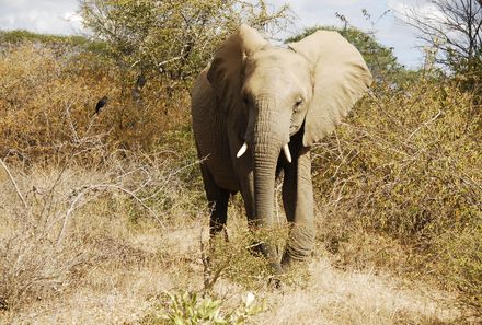 Familienurlaub Südafrika - Südafrika for family - Elefant