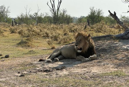 Botswana mit Kindern - Botswana Fly-In-Safari individuell - Jeep-Tour mit Löwen