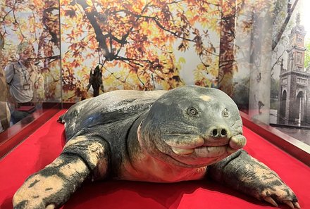 Vietnam Familienreise - Vietnam for family individuell - Schildkröte
