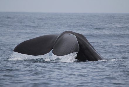Sri Lanka for family individuell - Sri Lanka Individualreise mit Kindern - Wale