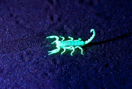 Namibia Deluxe Familienreise individuell - Sossusvlei - Skorpion bei Nacht