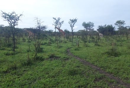 Uganda Individualreise - Uganda for family individuell - Auf Pirsch zu Giraffen im Mburo Nationalpark