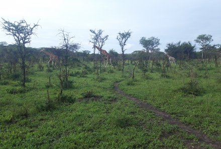 Uganda Family & Teens - Giraffenpirsch - Giraffe auf dem Feld
