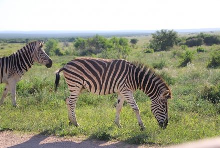Garden Route mit Kindern - Zebras