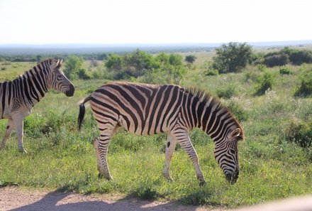 Garden Route mit Kindern - Reisebericht zu Südafrika Reisen mit Kindern - Zebras