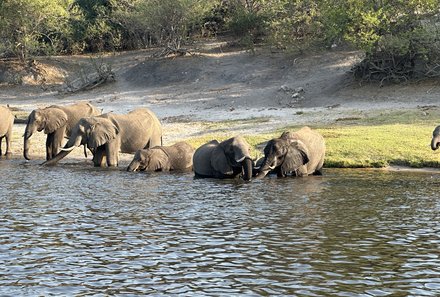 Safari Afrika mit Kindern - Safari Urlaub mit Kindern - beste Safari-Gebiete - Chobe Nationalpark - Elefantenherde am Flussufer