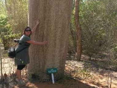 Madagaskar Familienreise - Madagaskar for family - Mammutbaum
