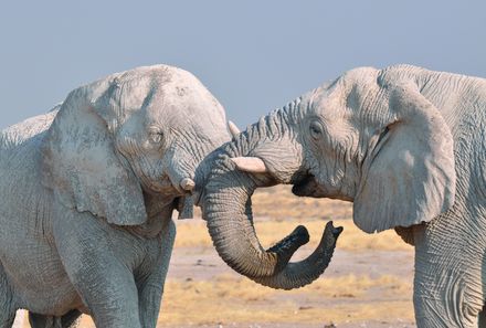 Namibia mit Kindern - Namibia individuell - Elefanten in Namibia